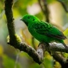 Lobos cernohrdly - Calyptomena whiteheadi - Whiteheads Broadbill o4450